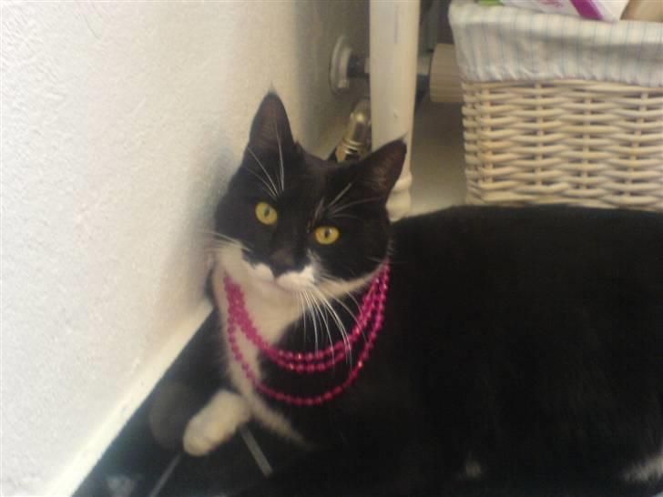 Huskat Basil - Det er  Basil bedste ven og vores anden kat Palle Tomsen billede 5