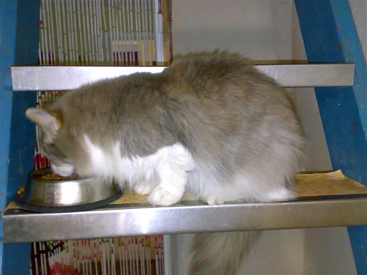 Norsk Skovkat Emilie billede 1