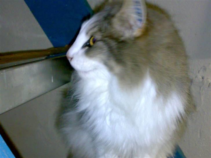 Norsk Skovkat Emilie billede 2