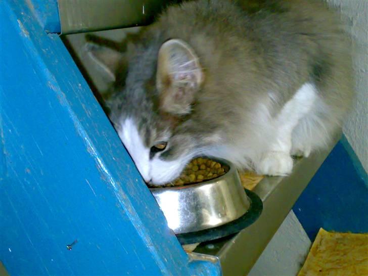 Norsk Skovkat Emilie billede 3