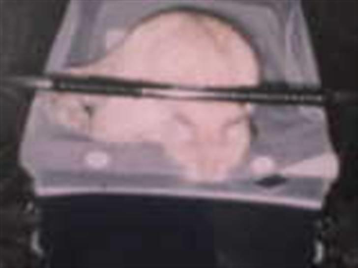 Blanding af racer Felix *DØD* billede 1