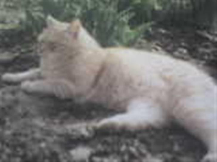 Blanding af racer Felix *DØD* billede 2