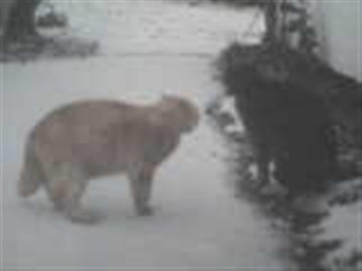 Blanding af racer Felix *DØD* billede 3