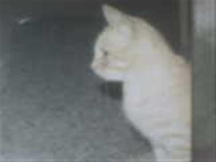 Blanding af racer Felix *DØD* billede 5