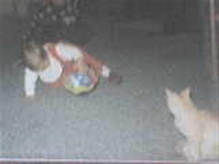 Blanding af racer Felix *DØD* billede 6