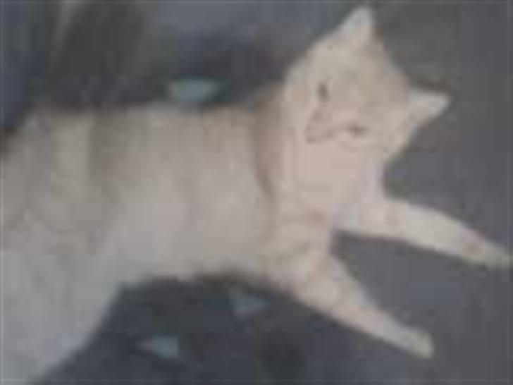 Blanding af racer Felix *DØD* billede 7