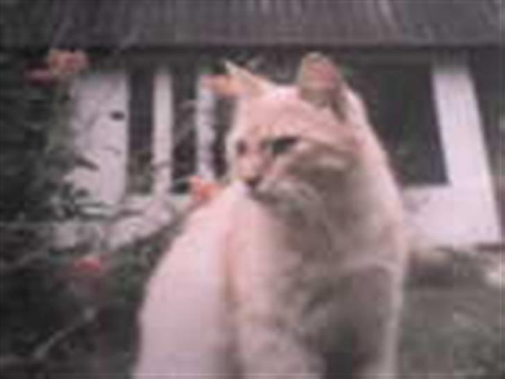 Blanding af racer Felix *DØD* billede 9