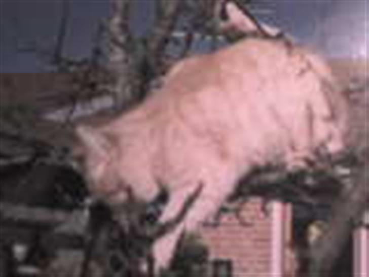 Blanding af racer Felix *DØD* billede 10