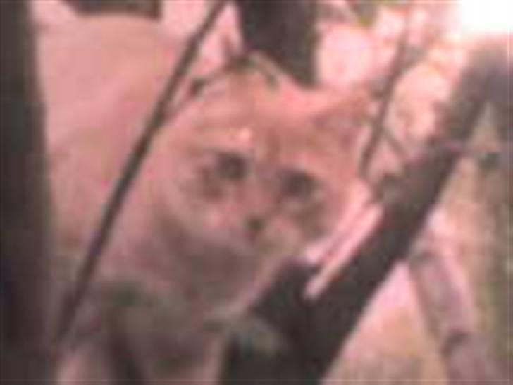 Blanding af racer Felix *DØD* billede 11