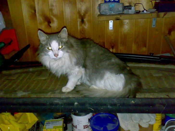 Norsk Skovkat Emilie billede 4