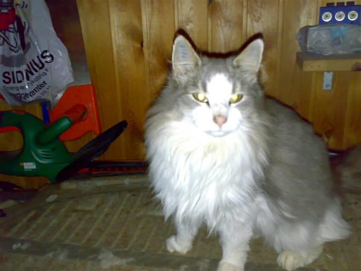 Norsk Skovkat Emilie billede 5