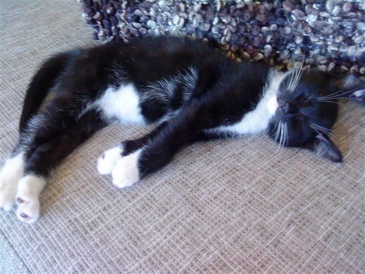 Huskat Olivia billede 7