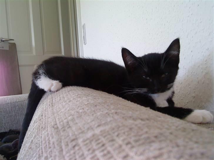 Huskat Olivia billede 8