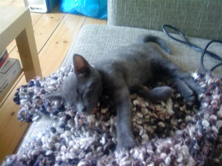 Blanding af racer Alfred billede 6