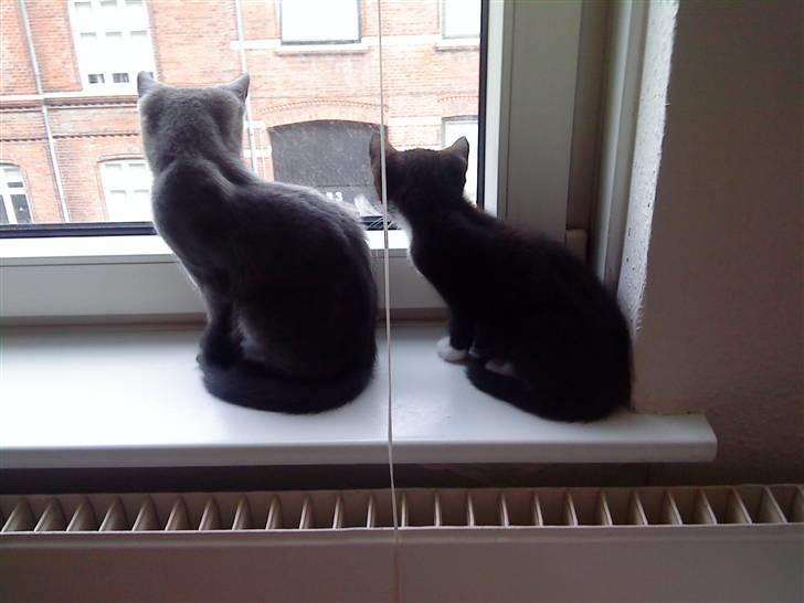 Blanding af racer Alfred billede 7