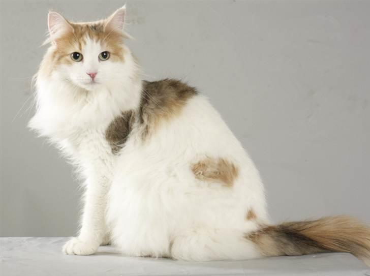 Norsk Skovkat Klan Elliott's Bit of Honey billede 1