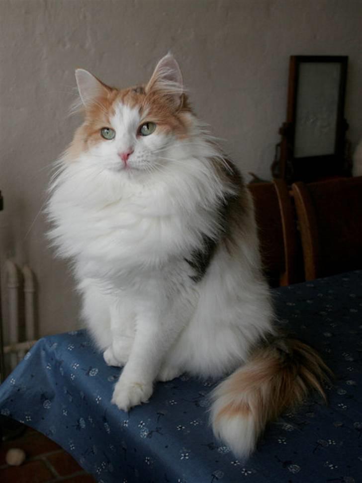 Norsk Skovkat Klan Elliott's Bit of Honey billede 2