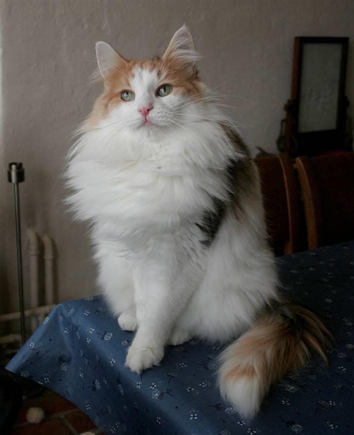 Norsk Skovkat Klan Elliott's Bit of Honey billede 3