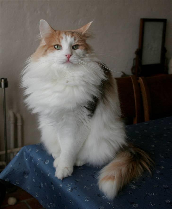 Norsk Skovkat Klan Elliott's Bit of Honey billede 4