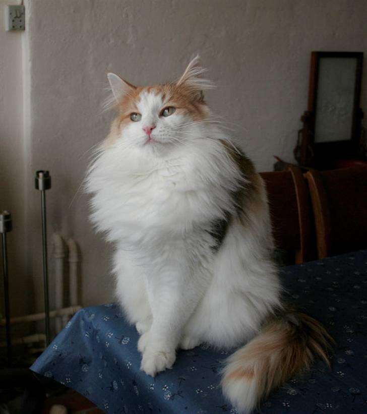 Norsk Skovkat Klan Elliott's Bit of Honey billede 6