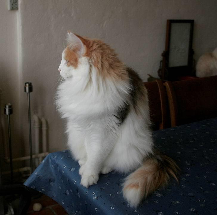 Norsk Skovkat Klan Elliott's Bit of Honey billede 7