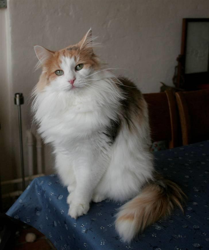 Norsk Skovkat Klan Elliott's Bit of Honey billede 8