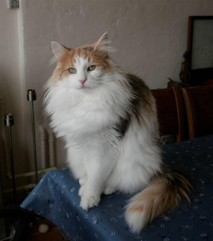 Norsk Skovkat Klan Elliott's Bit of Honey billede 9