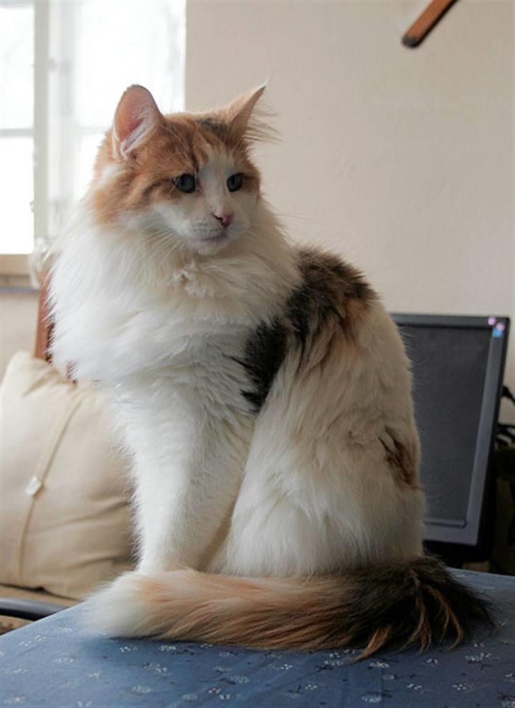 Norsk Skovkat Klan Elliott's Bit of Honey billede 10