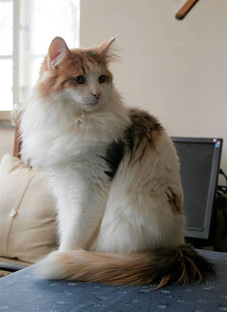 Norsk Skovkat Klan Elliott's Bit of Honey billede 11