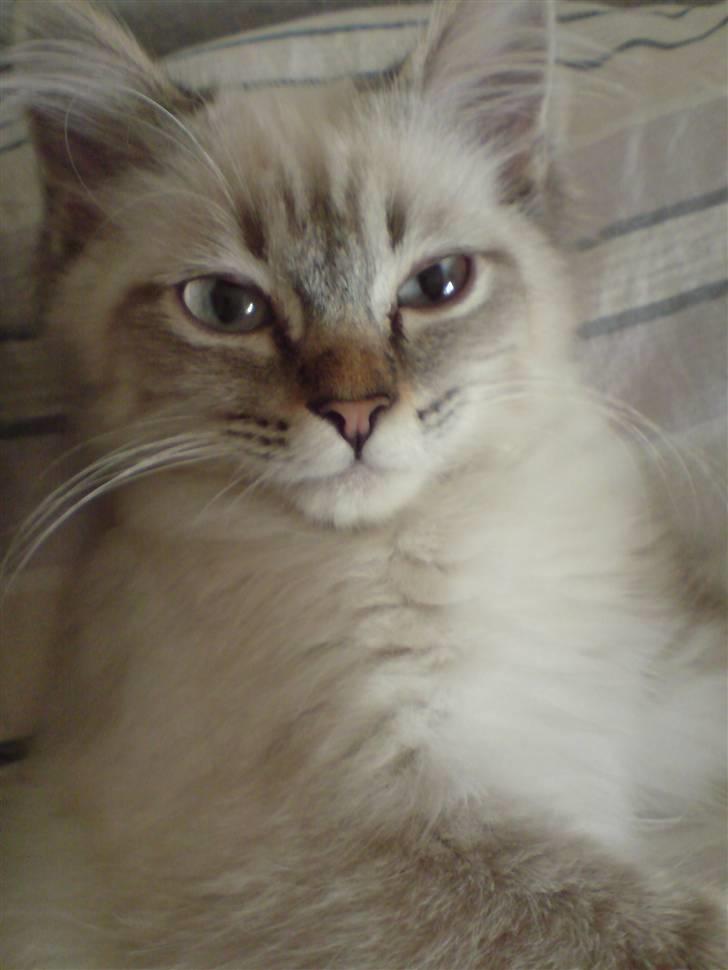 Hellig Birma Zimba billede 1