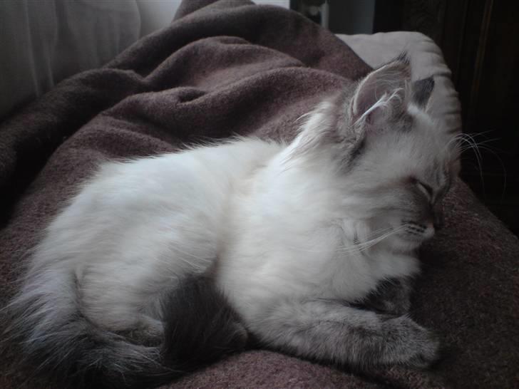 Hellig Birma Zimba billede 2