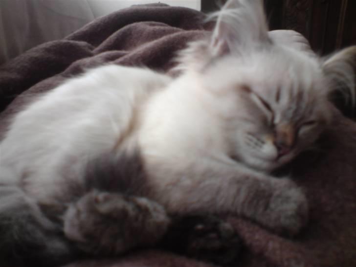 Hellig Birma Zimba billede 3