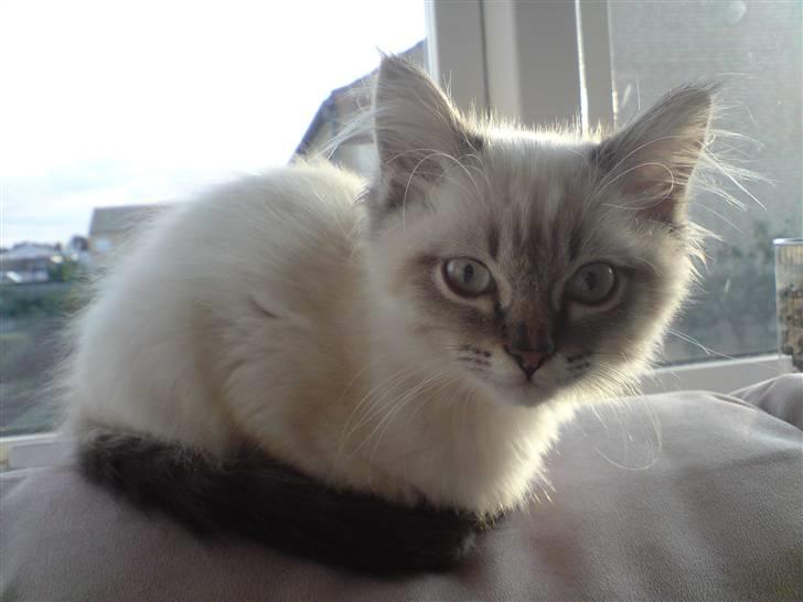 Hellig Birma Zimba billede 4