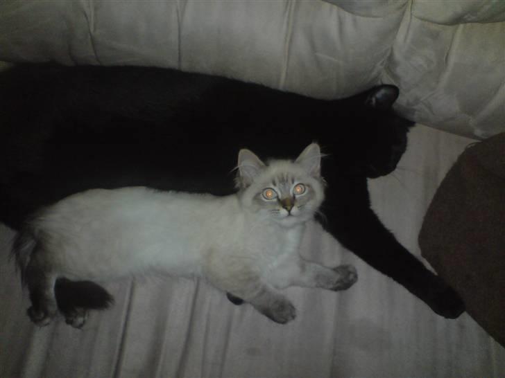 Hellig Birma Zimba billede 5