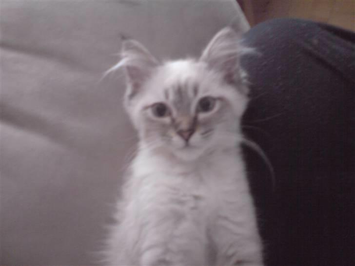 Hellig Birma Zimba billede 6