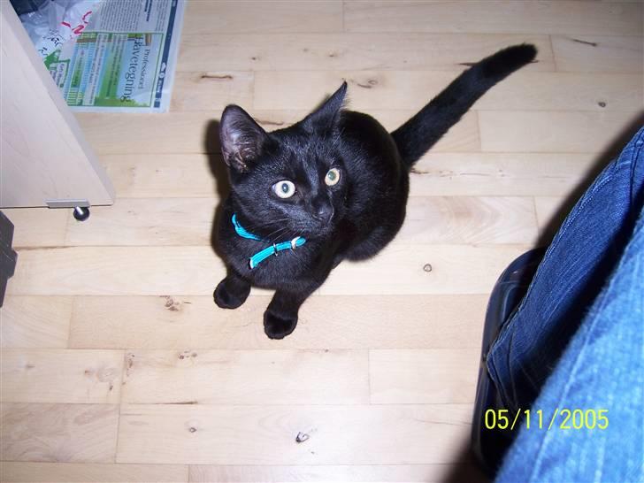 Huskat charlie - min lille kat charlie billede 1