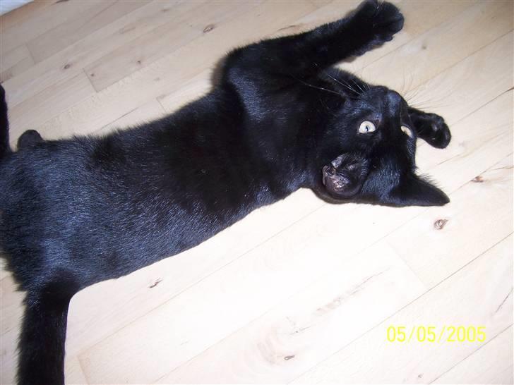 Huskat charlie - det er da så dejligt at ligge på maven billede 2