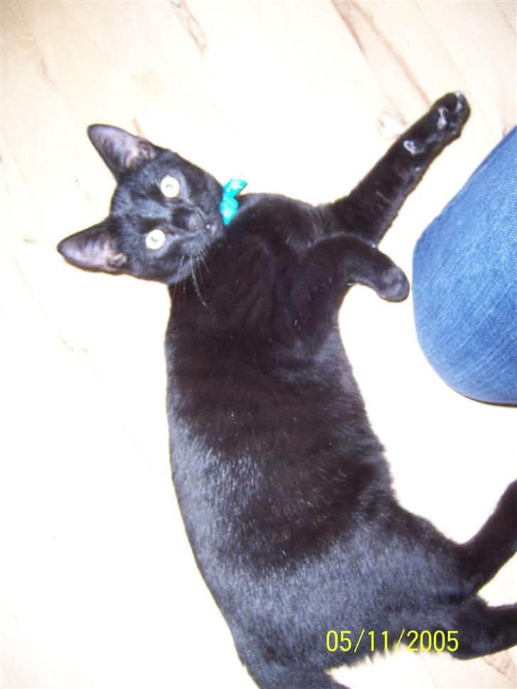 Huskat charlie - er jeg lækker er hva!! billede 3