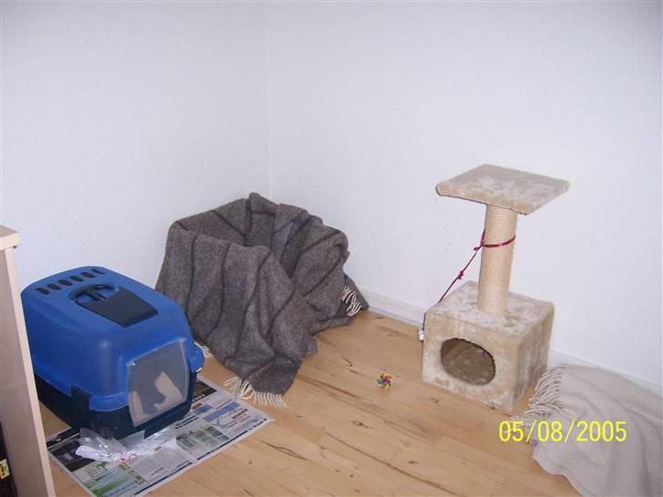 Huskat charlie - her er mit værelse... billede 4