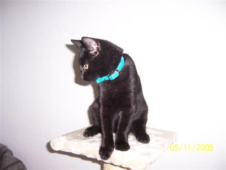 Huskat charlie - det er altid sjovt at være på kradsetårnet.. billede 5