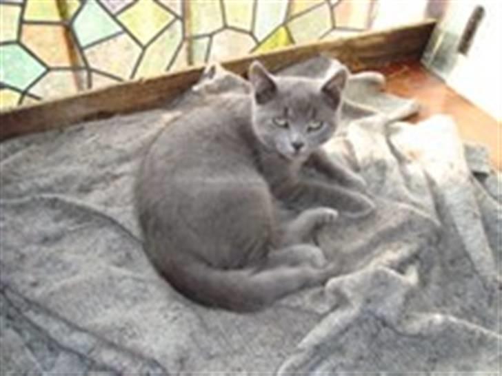 Blanding af racer Snoopy *RIP* - Hold så op med at kigge på mig! jeg ned stirre jo heller ikk dig vel?!  billede 5