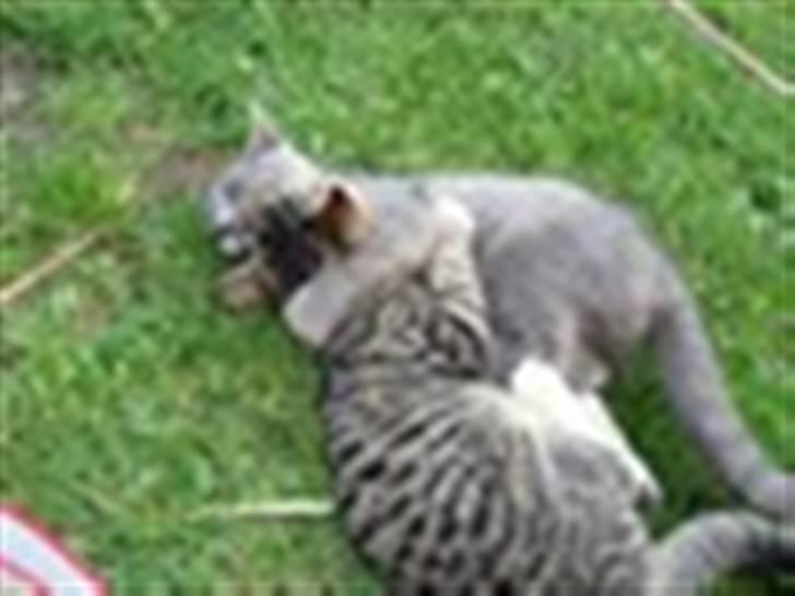 Blanding af racer Snoopy *RIP* - Jeg ÆDER dig !! billede 6