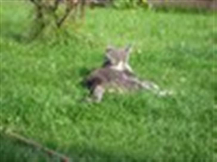 Blanding af racer Kitte Kat †R.I.P.† billede 4