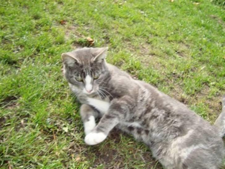 Blanding af racer Kitte Kat †R.I.P.† billede 5