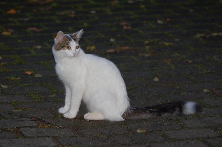 Blanding af racer Faith billede 1