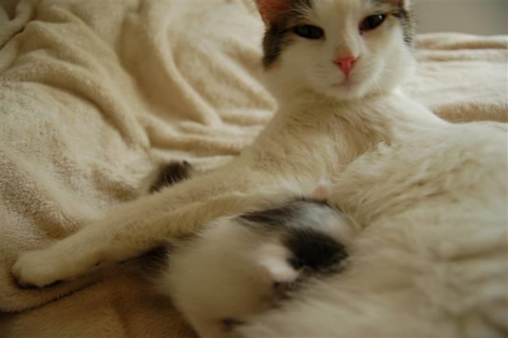 Blanding af racer Faith billede 2