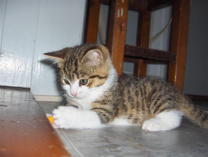 Huskat Calibria billede 1