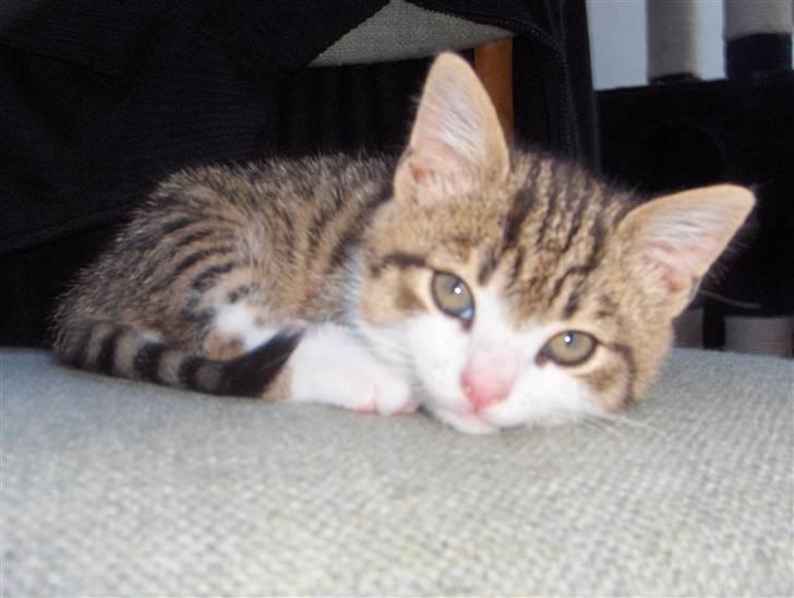 Huskat Calibria billede 2