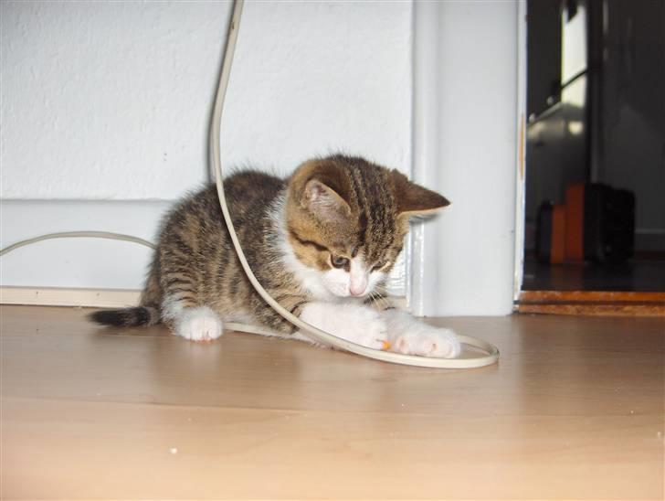 Huskat Calibria billede 3