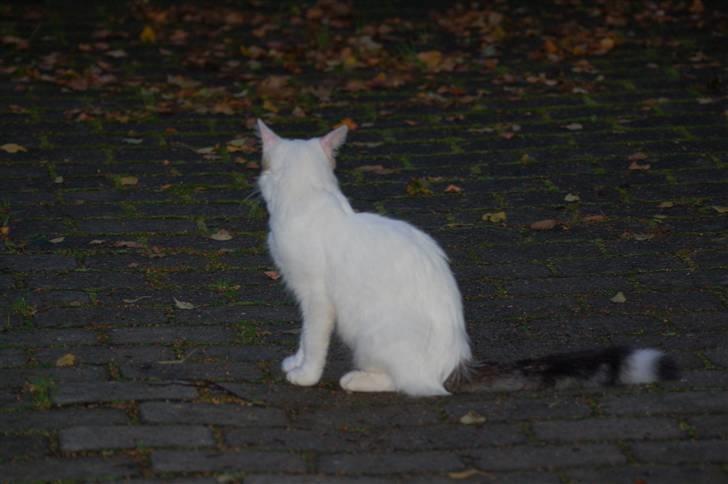 Blanding af racer Faith billede 3